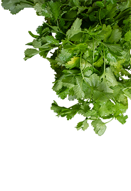 Coriander